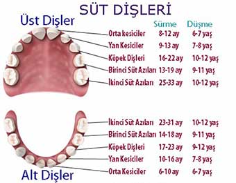 Kopek Disleri Ne Zaman Cikar